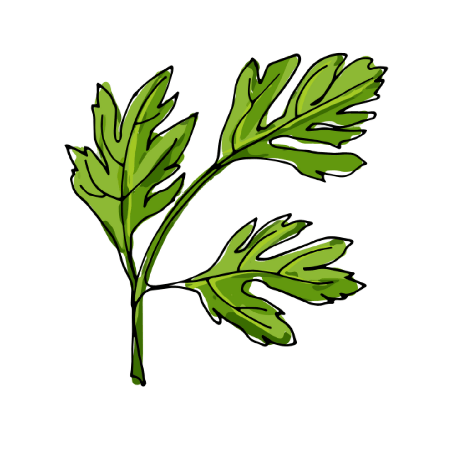 Prezzemolo - mazzetto