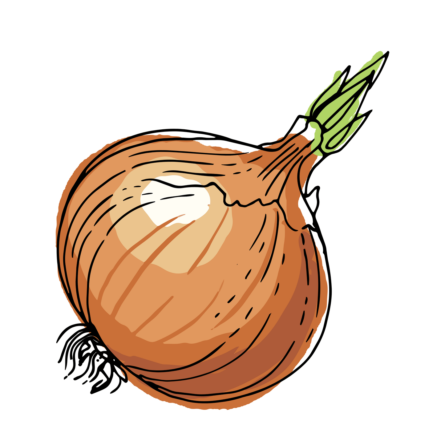 Cipolle dorate - 1 Kg