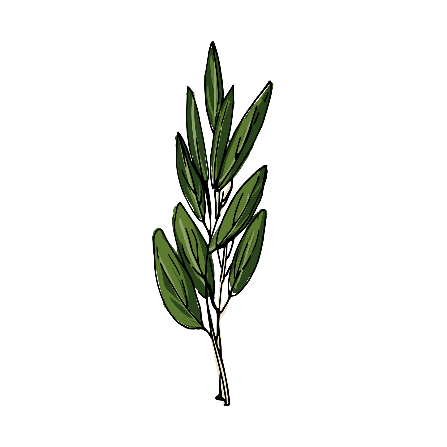 Alloro fresco - mazzetto